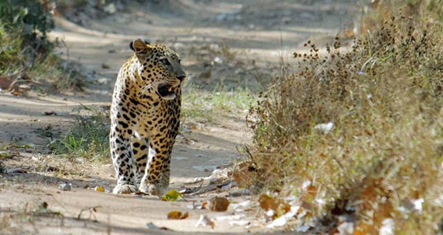 Kanha National Park Leopard