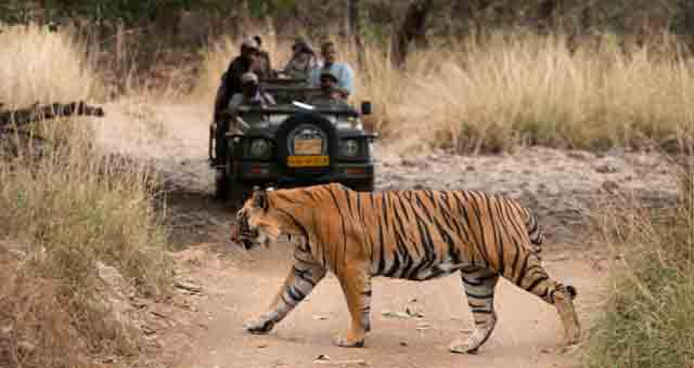 Kanha National Park Tiger