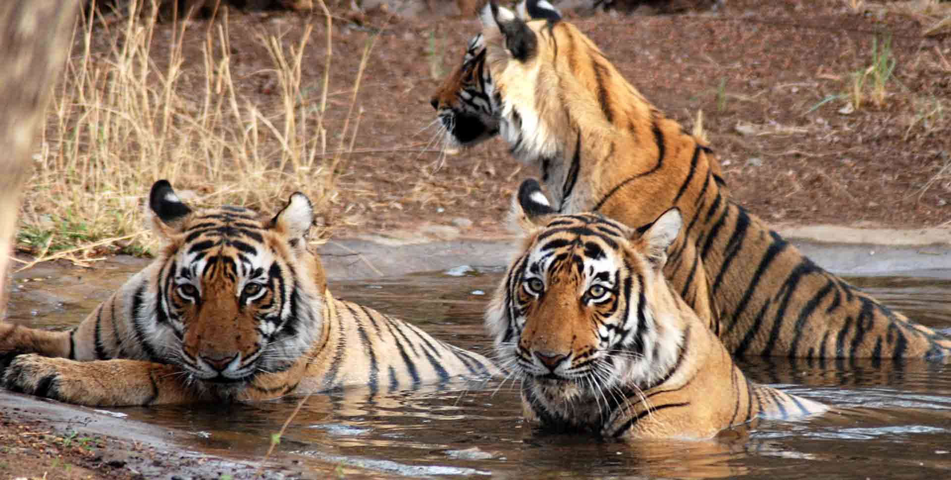 Beautiful Animals in Kanha National Park